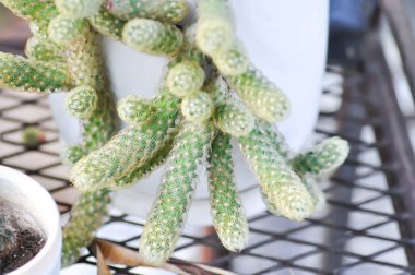 Mammillaria Elongata, Lady Finger Kaktüsü, Mammillaria kaktüsü veya sulu bitki