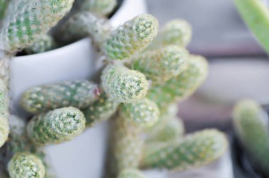 Mammillaria Elongata, Lady Finger Kaktüsü, Mammillaria kaktüsü veya sulu bitki