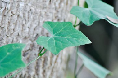 Ağaçta Coccinia Grandis veya Ivy Su Kabağı bitkisi