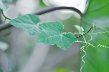 Ağaçta Coccinia Grandis veya Ivy Su Kabağı bitkisi