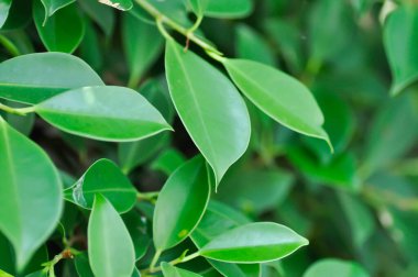 banyan ağacı veya Ficus annulata veya fius bengalensis veya yaprak arkaplanı