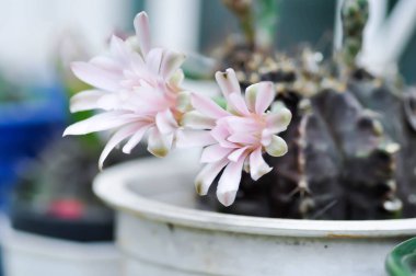 Gymnocalycium, Gymnocalycium mihanovichii ya da bitkinin üzerinde çiçek ya da kaktüs çiçeği bulunan gymnocalycium mihanovichii.
