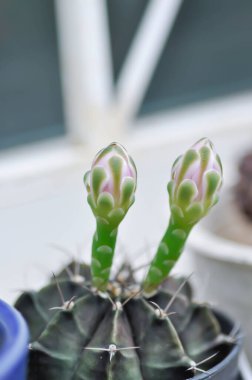 Gymnocalycium, Gymnocalycium mihanovichii ya da bitkinin üzerinde çiçek ya da kaktüs çiçeği bulunan gymnocalycium mihanovichii.