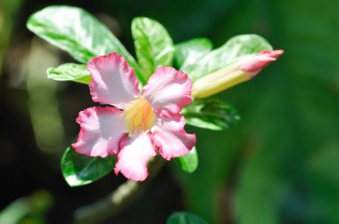 Adenyum obesum, Çöl gülü veya Sahte Azalea veya Pembe bignonia veya Impala zambağı veya APOCYNACEAE çiçeği