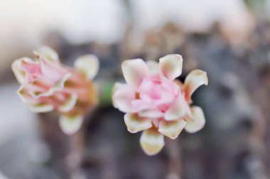 Gymnocalycium, Gymnocalycium mihanovichii veya gymnocalycium mihanovichii çiçekli veya pembe çiçekli