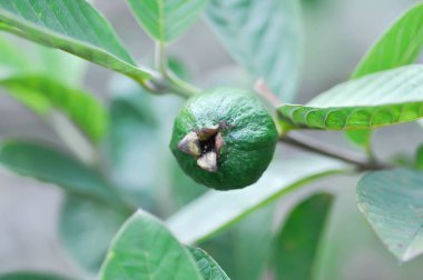 guava ağacı, MYRTACEAE veya Psidium guajava linn veya ağaçta guava meyvesi