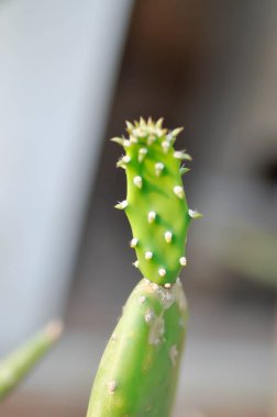 Opuntia cochenillifera, Opuntia veya kaktüs veya sulu