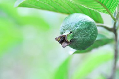guava ağacı, MYRTACEAE veya Psidium guajava linn veya ağaçta guava meyvesi