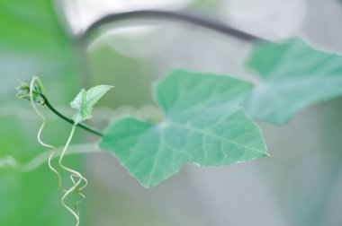 Ağaçta Coccinia Grandis veya Ivy Su Kabağı bitkisi