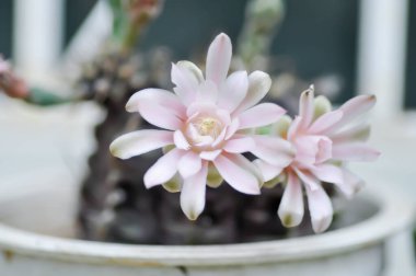Gymnocalycium, Gymnocalycium mihanovichii ya da bitkinin üzerinde çiçek ya da kaktüs çiçeği bulunan gymnocalycium mihanovichii.