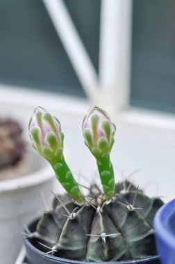 Gymnocalycium, Gymnocalycium mihanovichii ya da bitkinin üzerinde çiçek ya da kaktüs çiçeği bulunan gymnocalycium mihanovichii.