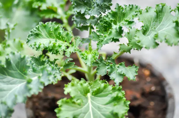 Saksıda Kale, Brassika Oleracea veya Brassica Oleracea bitkisi var.