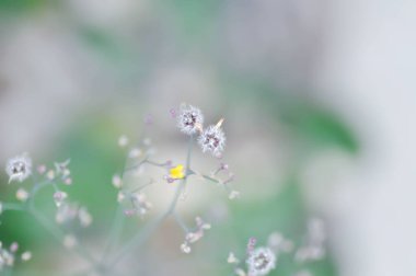 Asya Şahini Sakalı, Karahindiba ya da Doğulu Sahte Şahin Sakalı veya Kaya karahindiba veya Senecio Sylvaticus veya Taraxacum laevigatum veya Taraxacum officinale veya Youngia japonica veya sarı çiçek veya çimen çiçeği