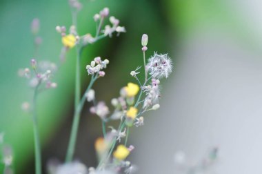 Asya Şahini Sakalı, Karahindiba ya da Doğulu Sahte Şahin Sakalı veya Kaya karahindiba veya Senecio Sylvaticus veya Taraxacum laevigatum veya Taraxacum officinale veya Youngia japonica veya sarı çiçek veya çimen çiçeği