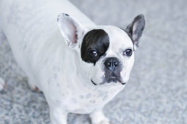 Köpek ya da Fransız bulldog, yerde siyah beyaz Fransız bulldog