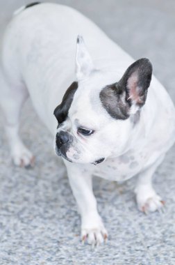 Köpek ya da Fransız bulldog, yerde siyah beyaz Fransız bulldog
