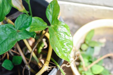 Çiçek saksısında sengonyum podophyllum, Arrowhead Vine veya Goosefoot Plant veya Araceae veya bicolor syngonium