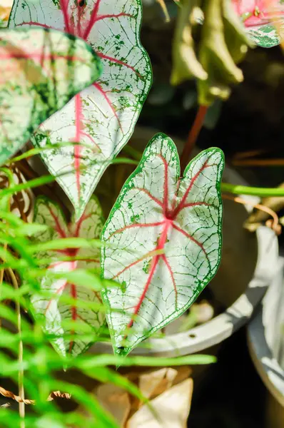 Bahçede Caladium, Caladium Bicolor Vent veya Caladium bicolor veya bicolor yaprağı