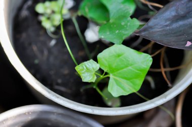 Çiçek saksısında Coccinia grandis veya Ivy su kabağı bitkisi