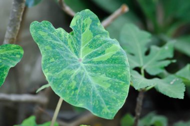 Colocasia esculenta midori ekşi, Colocasia, Midori ekşi veya Colocasia veya iki renkli bitki