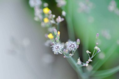Asya Şahini Sakalı, Karahindiba ya da Doğulu Sahte Şahin Sakalı veya Kaya karahindiba veya Senecio Sylvaticus veya Taraxacum laevigatum veya Taraxacum officinale veya Youngia japonica veya sarı çiçek veya çimen çiçeği