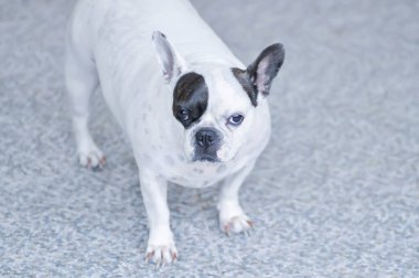 Köpek ya da Fransız bulldog, yerde siyah beyaz Fransız bulldog
