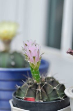 Gymnocalycium, Gymnocalycium mihanovichii veya gymnocalycium mihanovichii çiçekli veya pembe çiçekli