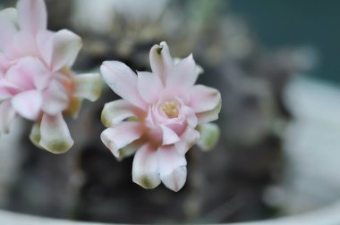 Gymnocalycium, Gymnocalycium mihanovichii veya gymnocalycium mihanovichii çiçekli veya pembe çiçekli