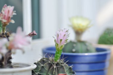 Gymnocalycium, Gymnocalycium mihanovichii veya gymnocalycium mihanovichii çiçekli veya pembe çiçekli