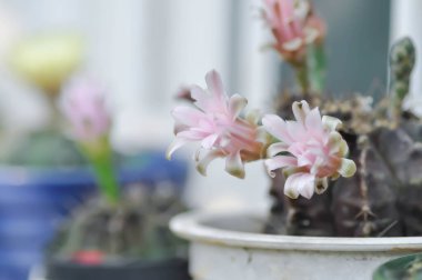 Gymnocalycium, Gymnocalycium mihanovichii veya gymnocalycium mihanovichii çiçekli veya pembe çiçekli