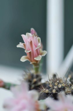 Gymnocalycium, Gymnocalycium mihanovichii veya gymnocalycium mihanovichii çiçekli veya pembe çiçekli