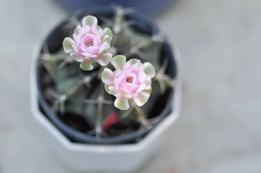 Gymnocalycium, Gymnocalycium mihanovichii veya gymnocalycium mihanovichii çiçekli veya pembe çiçekli