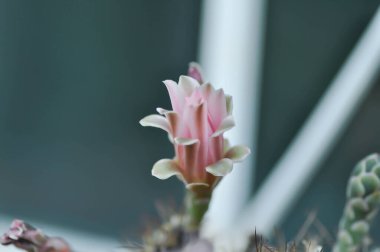 Gymnocalycium, Gymnocalycium mihanovichii veya gymnocalycium mihanovichii çiçekli veya pembe çiçekli