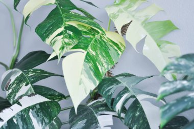 Epipremnum, Epipremnum Pinnatum Variegata ya da Epipremnum pinnatum çeşitlendirilmiş albo ya da bicolor bitkisi