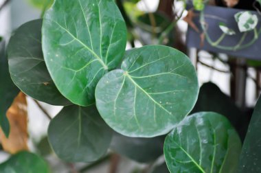 Coccoloba uvifera, Deniz üzümü veya POLİYAE ağacı