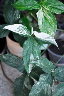 Syngonium podophyllum, Arrowhead Vine veya Goosefoot Plant veya Araceae veya iki renkli bitki