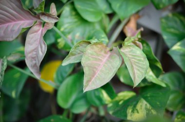Pembe Sengonyum, Araceae veya Sengonyum melezi veya Sengonyum