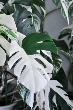 Monstera Albo veya Monstera, Herricane bitkisi veya İsviçre peyniri veya bicolor Monstera veya beyaz yaprak veya iki renkli bitki