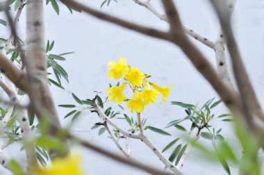 Altın ağacı, Primavera veya Gümüş trompet ağacı veya Altın çan veya Roseodendron Donnell Smithii Ros Mirand