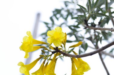 Altın ağacı, Primavera veya Gümüş trompet ağacı veya Altın çan veya Roseodendron Donnell Smithii Ros Mirand