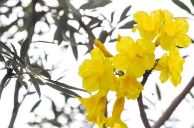 Altın ağacı, Primavera veya Gümüş trompet ağacı veya Altın çan veya Roseodendron Donnell Smithii Ros Mirand