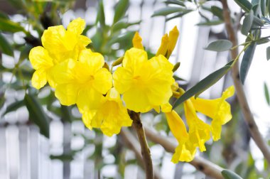 Altın ağacı, Primavera veya Gümüş trompet ağacı veya Altın çan veya Roseodendron Donnell Smithii Ros Mirand