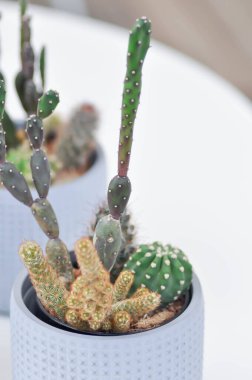 Gymnocalycium veya Gymnocalycium Damsii, astrophytum myriostigma veya astrophytum and opuntia or opuntia canterae or kaktüs