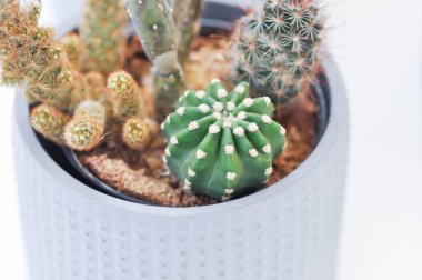 Echinopsis, echinopsis limon ve astrofittum myriostigma veya astrofittum kaktüsü.