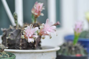 Gymnocalycium, Gymnocalycium mihanovichii veya gymnocalycium mihanovichii çiçekli veya pembe çiçekli