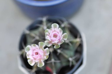Gymnocalycium, Gymnocalycium mihanovichii veya gymnocalycium mihanovichii çiçekli veya pembe çiçekli