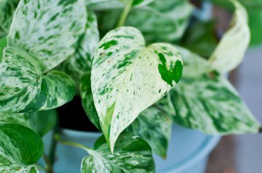 Epipremnum aureum, Devil 's Ivy veya Hunter Bornoz Epipremnum aureum Linden veya Andr veya Taro asması veya ARACEAE veya bicolor leaf