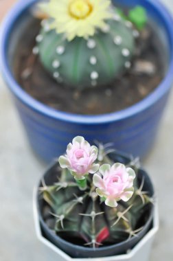 Gymnocalycium, Gymnocalycium mihanovichii veya gymnocalycium mihanovichii çiçekli veya pembe çiçekli