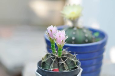 Gymnocalycium, Gymnocalycium mihanovichii veya gymnocalycium mihanovichii çiçekli veya pembe çiçekli
