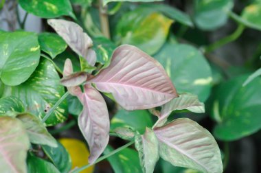 Pembe Sengonyum, Araceae veya Sengonyum melezi veya Sengonyum